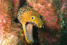 Tauchen vor Santa Maria